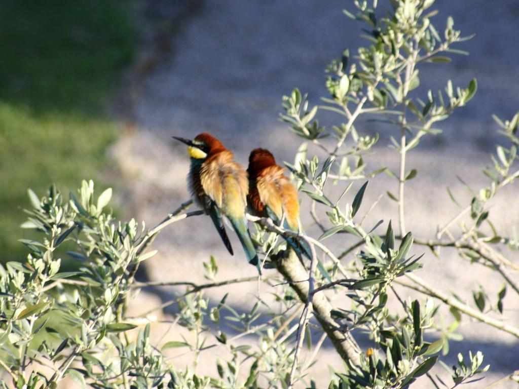 Agriturismo Peretti Fonteblanda Bagian luar foto